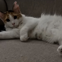 Maine Coon, Kedi Nova fotoğrafı