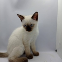 Siyam Kedisi, Kedi Yavru siyam fotoğrafı