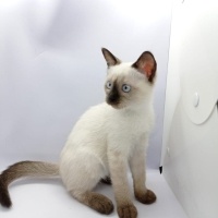 Siyam Kedisi, Kedi Yavru siyam fotoğrafı