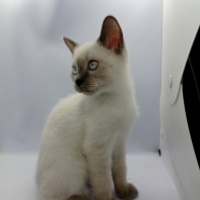 Siyam Kedisi, Kedi Yavru siyam fotoğrafı