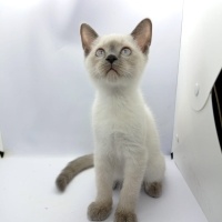 Siyam Kedisi, Kedi Yavru siyam fotoğrafı