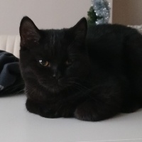 British Shorthair, Kedi Hades fotoğrafı