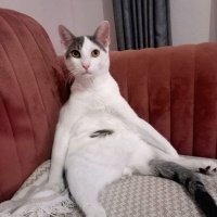 Tekir Kedi, Kedi  PAŞA fotoğrafı