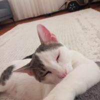 Tekir Kedi, Kedi  PAŞA fotoğrafı