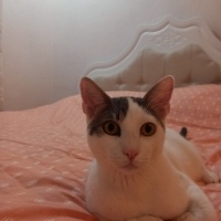 Tekir Kedi, Kedi  PAŞA fotoğrafı