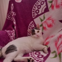 Tekir Kedi, Kedi  PAŞA fotoğrafı