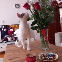 Tekir Kedi, Kedi  PAŞA fotoğrafı