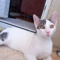 Tekir Kedi, Kedi  PAŞA fotoğrafı