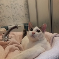 Tekir Kedi, Kedi  PAŞA fotoğrafı