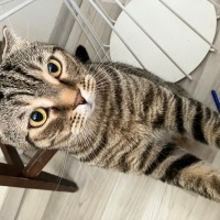 Scottish Fold, Kedi Behlül fotoğrafı