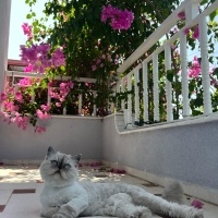 Chinchilla, Kedi Coffee fotoğrafı