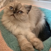 Chinchilla, Kedi Coffee fotoğrafı