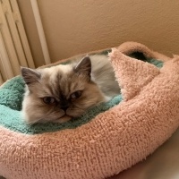 Chinchilla, Kedi Coffee fotoğrafı