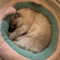 Chinchilla, Kedi Coffee fotoğrafı