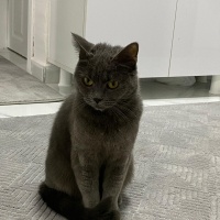 British Shorthair, Kedi Bilinmiyor fotoğrafı
