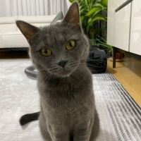 British Shorthair, Kedi Bilinmiyor fotoğrafı