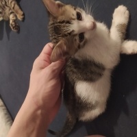 Tekir Kedi, Kedi İsimsiz fotoğrafı