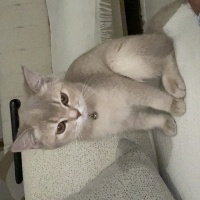 British Shorthair, Kedi  Safinaz mocha fotoğrafı