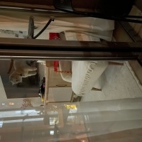 British Shorthair, Kedi  Safinaz mocha fotoğrafı