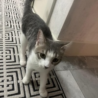 British Shorthair, Kedi  Duman fotoğrafı