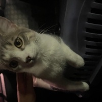 British Shorthair, Kedi  Duman fotoğrafı