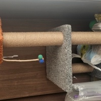 British Shorthair, Kedi Ceviz fotoğrafı