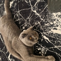 British Shorthair, Kedi Ceviz fotoğrafı