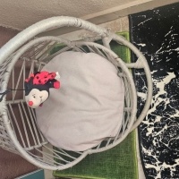 British Shorthair, Kedi Ceviz fotoğrafı