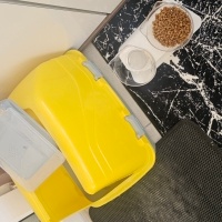 British Shorthair, Kedi Ceviz fotoğrafı