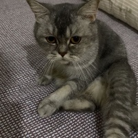 British Shorthair, Kedi  Balım fotoğrafı