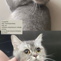 British Shorthair, Kedi  Balım fotoğrafı