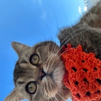 British Shorthair, Kedi  Balım fotoğrafı