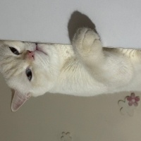 British Shorthair, Kedi Nohut fotoğrafı