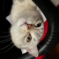 British Shorthair, Kedi  Mia fotoğrafı