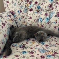 British Shorthair, Kedi  Ponçik fotoğrafı