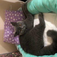 British Shorthair, Kedi  Ponçik fotoğrafı