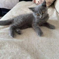British Shorthair, Kedi  Ponçik fotoğrafı