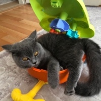 British Shorthair, Kedi  Ponçik fotoğrafı
