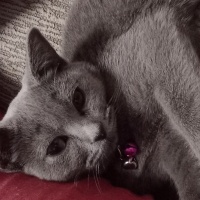 British Shorthair, Kedi Diva fotoğrafı