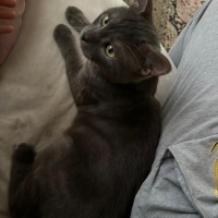 Mavi Rus, Kedi Adi yok fotoğrafı