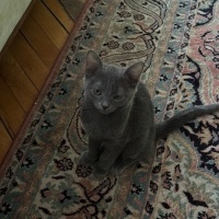 Mavi Rus, Kedi Adi yok fotoğrafı