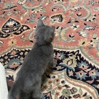 Mavi Rus, Kedi Adi yok fotoğrafı