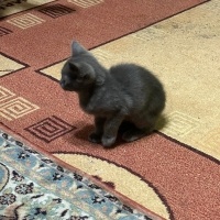 Mavi Rus, Kedi Adi yok fotoğrafı