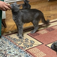 Mavi Rus, Kedi Adi yok fotoğrafı