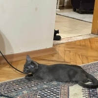 Mavi Rus, Kedi Adi yok fotoğrafı