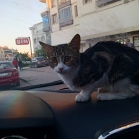 Tekir Kedi, Kedi  Mia fotoğrafı