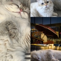 British Longhair, Kedi Leo fotoğrafı