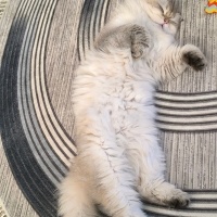 British Longhair, Kedi Leo fotoğrafı