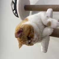 Exotic Shorthair, Kedi Simon fotoğrafı