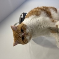 Exotic Shorthair, Kedi Simon fotoğrafı